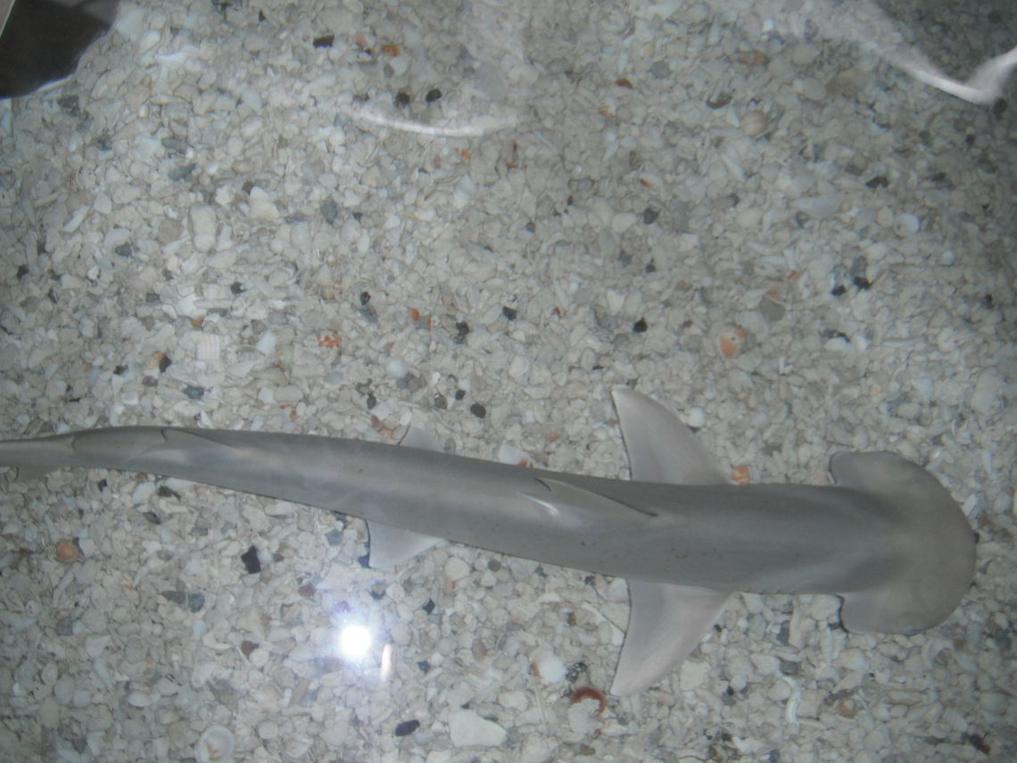 Shark:)  Bonnethead shark,Geotagged,Sphyrna tiburo,United States