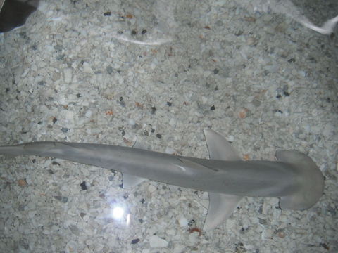 Shark:)  Bonnethead shark,Geotagged,Sphyrna tiburo,United States