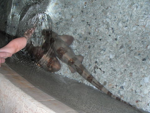 Sharks  Chiloscyllium plagiosum,Geotagged,United States,Whitespotted bamboo shark