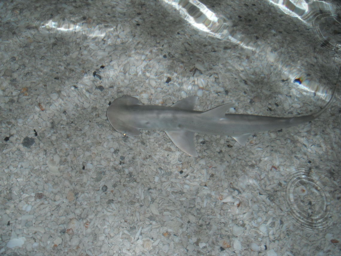 Shark  Bonnethead shark,Geotagged,Sphyrna tiburo,United States