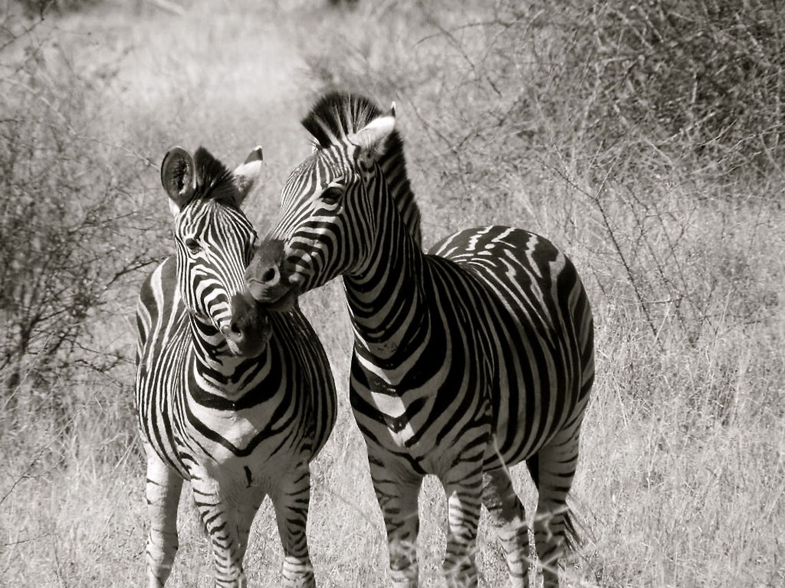 Love Kruger National Park, South Africa Equus quagga,Geotagged,Plains zebra,South Africa