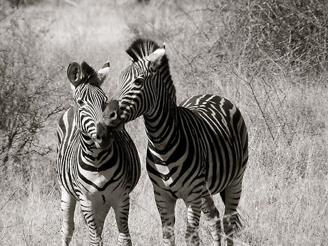 Love Kruger National Park, South Africa Equus quagga,Geotagged,Plains zebra,South Africa