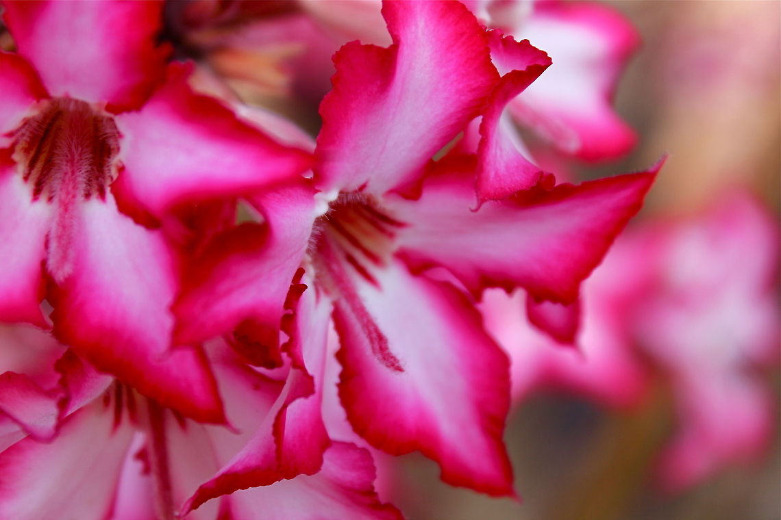 Impala Lily Kruger National Park, South Africa Flower,Geotagged,Nature,South Africa