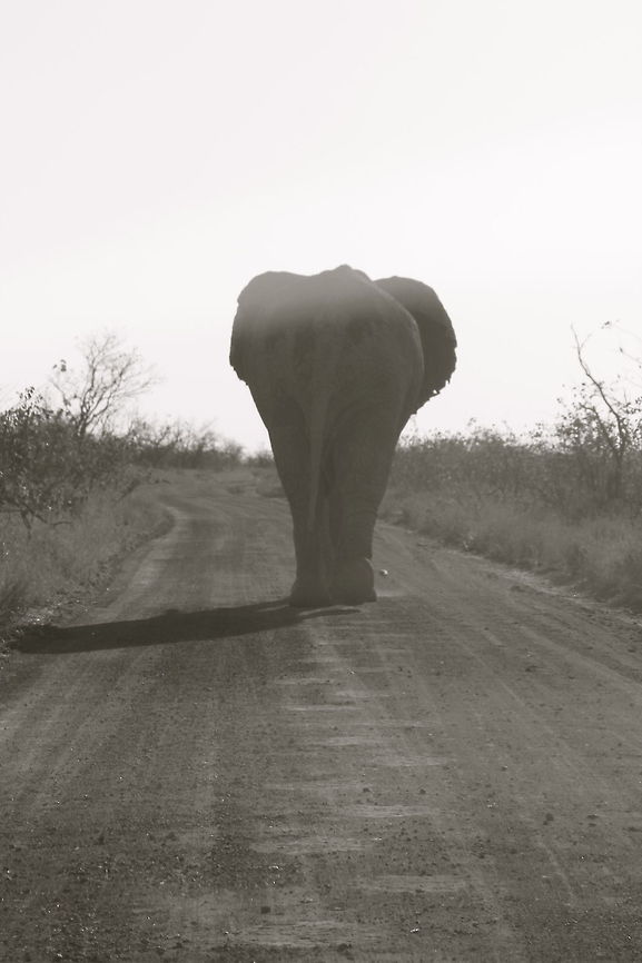Footprints in the Sands of Time Kruger National Park, South Africa African bush elephant,Elephants,Geotagged,Loxodonta africana,Nature,South Africa,Wildlife