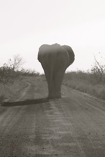 Footprints in the Sands of Time Kruger National Park, South Africa African bush elephant,Elephants,Geotagged,Loxodonta africana,Nature,South Africa,Wildlife