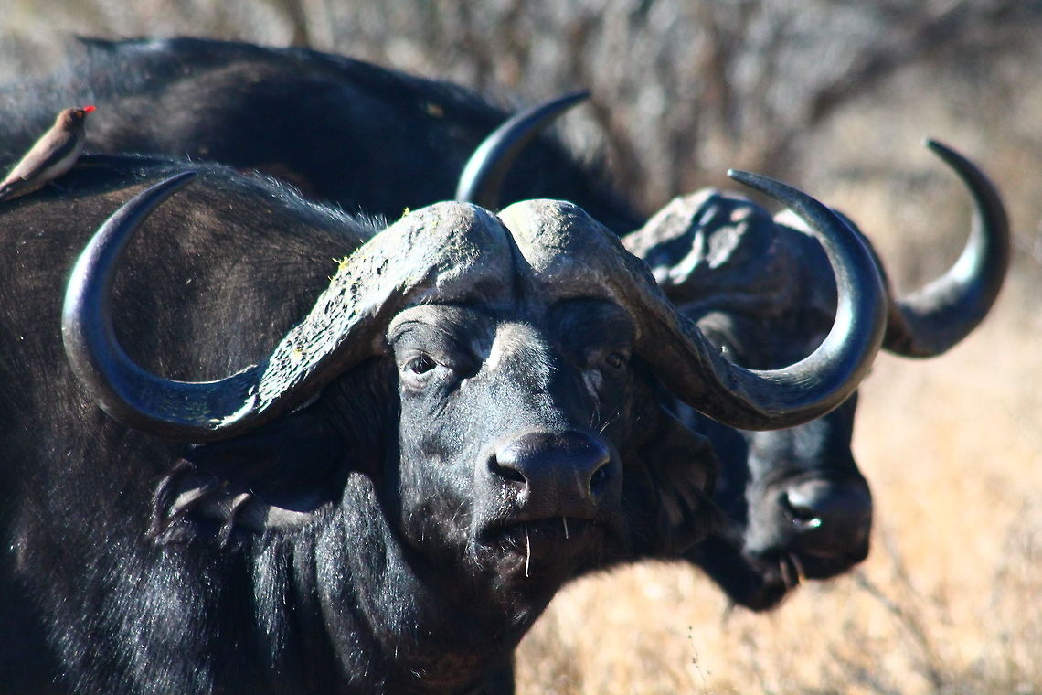 Buffalo Kruger National Park, South Africa African buffalo,Buffalo,Geotagged,Nature,South Africa,Syncerus caffer,Wildlife