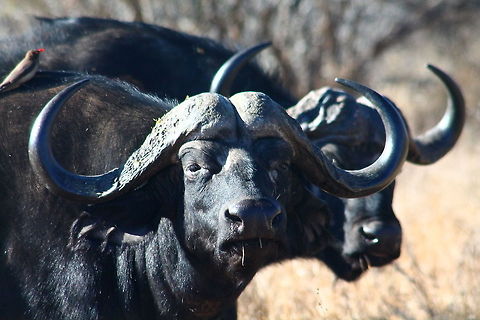 Buffalo Kruger National Park, South Africa African buffalo,Buffalo,Geotagged,Nature,South Africa,Syncerus caffer,Wildlife