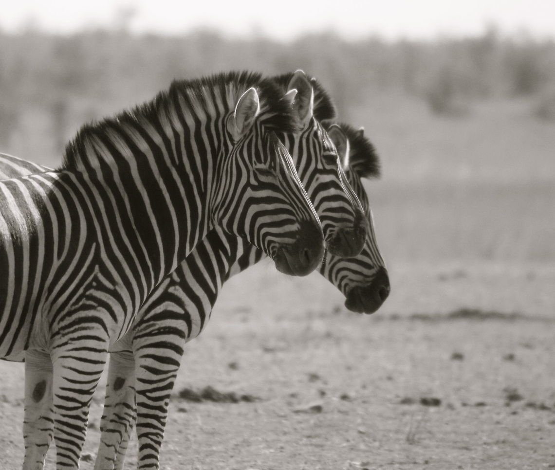 Threesome Kruger National Park, South Africa Equus quagga,Geotagged,Plains zebra,South Africa