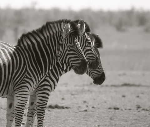 Threesome Kruger National Park, South Africa Equus quagga,Geotagged,Plains zebra,South Africa