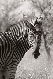 Hello Kruger National Park, South Africa Equus quagga,Plains zebra