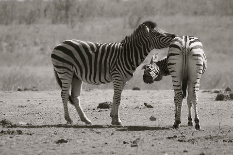 Butt Off! Kruger National Park, South Africa Equus quagga,Geotagged,Nature,Plains zebra,South Africa,Wildlife,Zebras