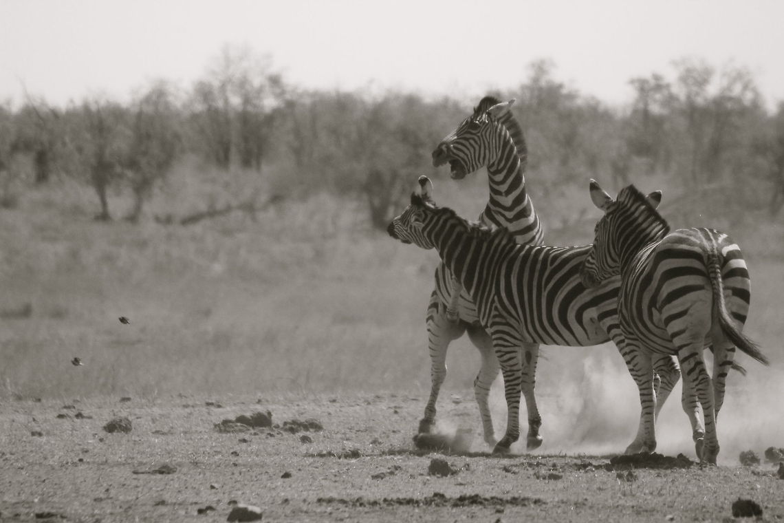 Windup Kruger National Park, South Africa Equus quagga,Plains zebra