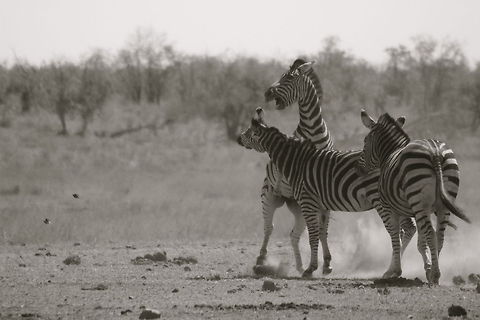 Windup Kruger National Park, South Africa Equus quagga,Plains zebra
