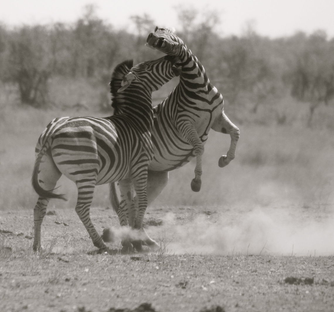 Gotcha Kruger National Park, South Africa Equus quagga,Geotagged,Nature,Plains zebra,South Africa,Wildlife,Zebras