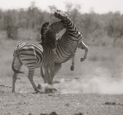 Gotcha Kruger National Park, South Africa Equus quagga,Geotagged,Nature,Plains zebra,South Africa,Wildlife,Zebras