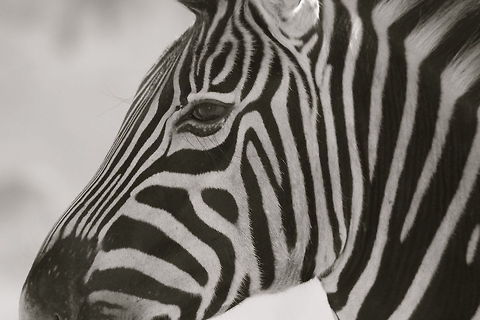 Stripes Kruger National Park, South Africa Black and White,Equus quagga,Nature,Plains zebra,South Africa,Wildlife,Zebra