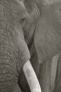 I See You Kruger National Park, South Africa African bush elephant,Geotagged,Loxodonta africana,South Africa