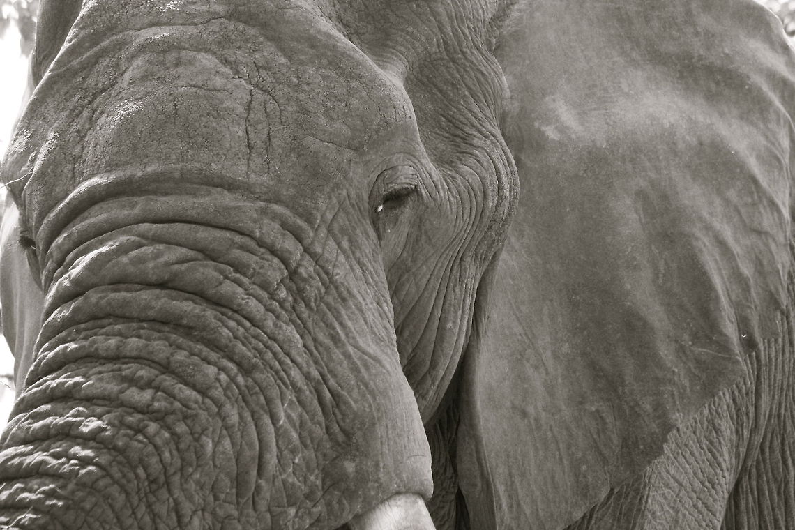 Window to Wisdom Kruger National Park, South Africa African bush elephant,Elephant,Geotagged,Loxodonta africana,Nature,South Africa,Wildlife