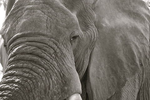 Window to Wisdom Kruger National Park, South Africa African bush elephant,Elephant,Geotagged,Loxodonta africana,Nature,South Africa,Wildlife