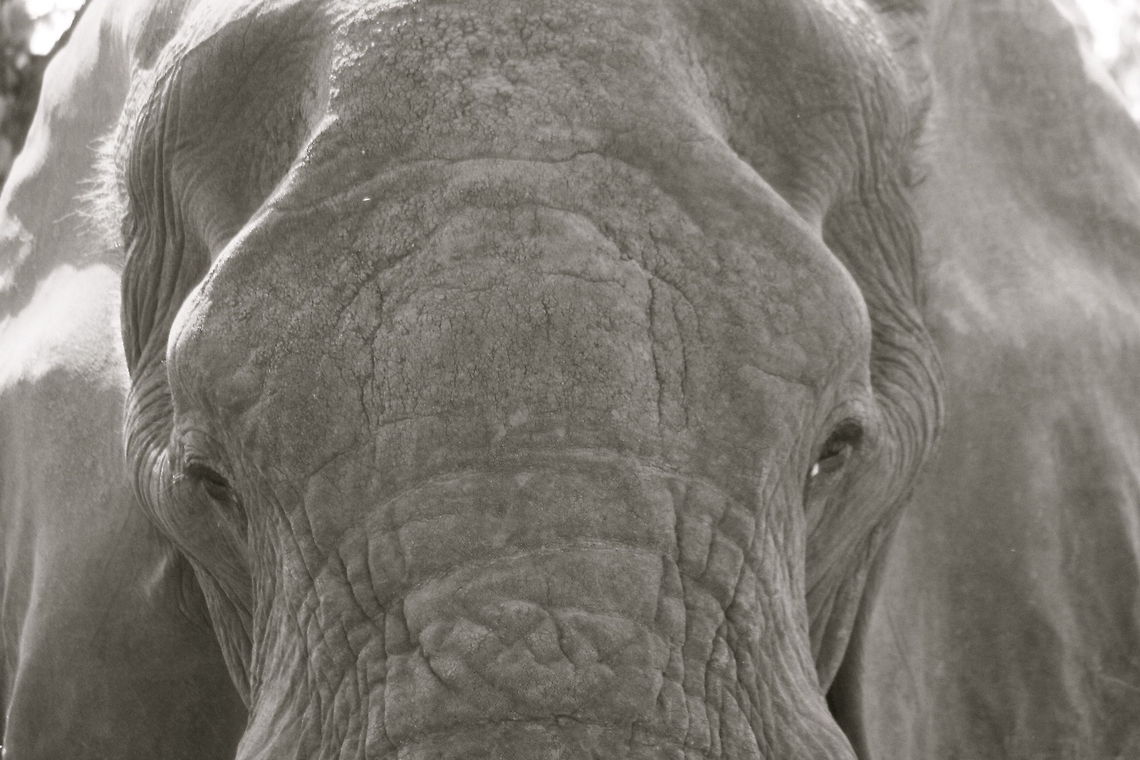 Stare Kruger National Park, South Africa African bush elephant,Loxodonta africana