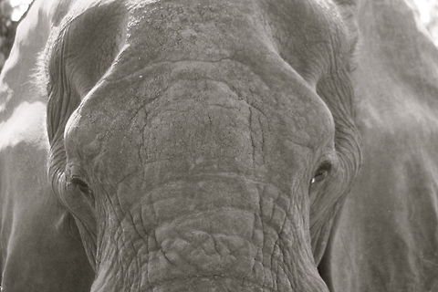 Stare Kruger National Park, South Africa African bush elephant,Loxodonta africana