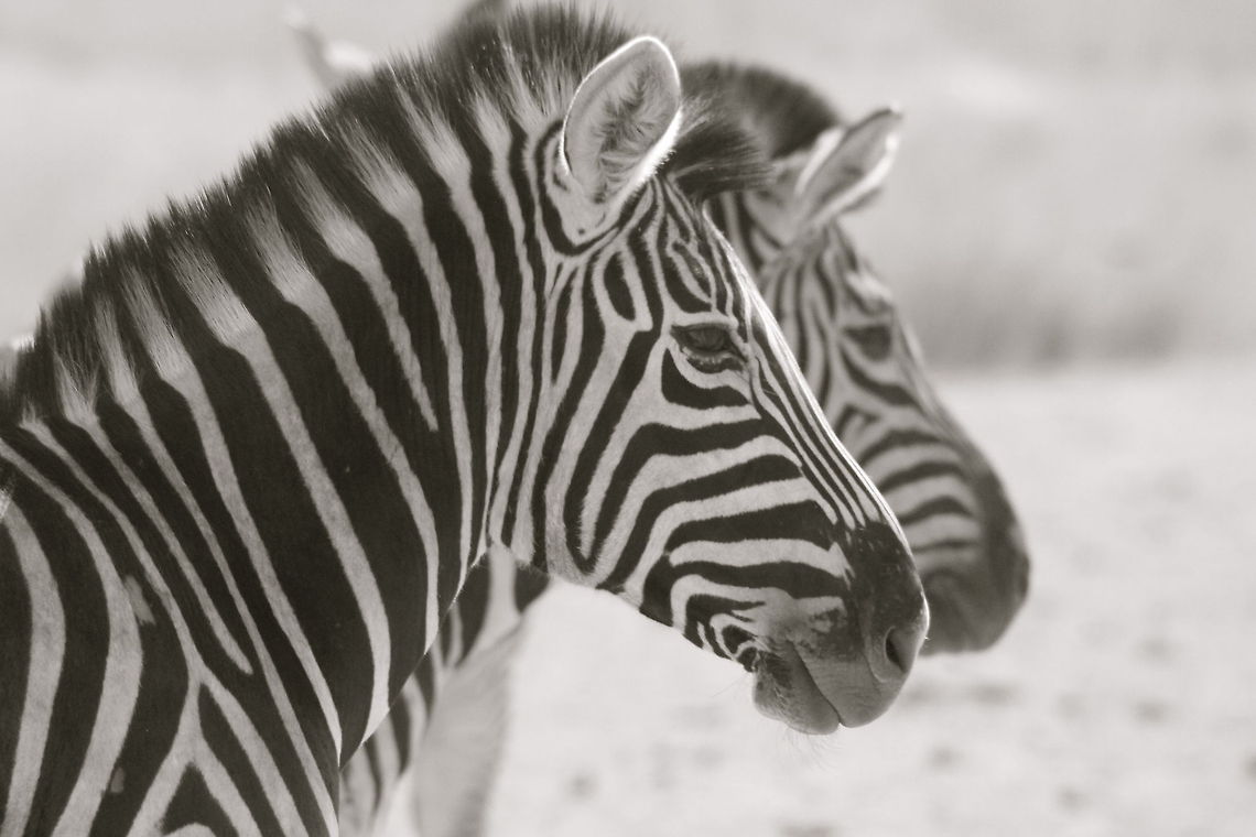 Attention Kruger National Park, South Africa Equus quagga,Geotagged,Nature,Plains zebra,South Africa,Wildlife,Zebras