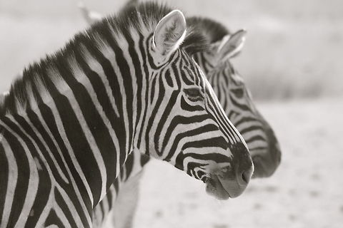 Attention Kruger National Park, South Africa Equus quagga,Geotagged,Nature,Plains zebra,South Africa,Wildlife,Zebras