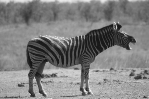 Piss Off! Kruger National Park, South Africa Equus quagga,Nature,Plains zebra,South Africa,Wildlife,Zebra
