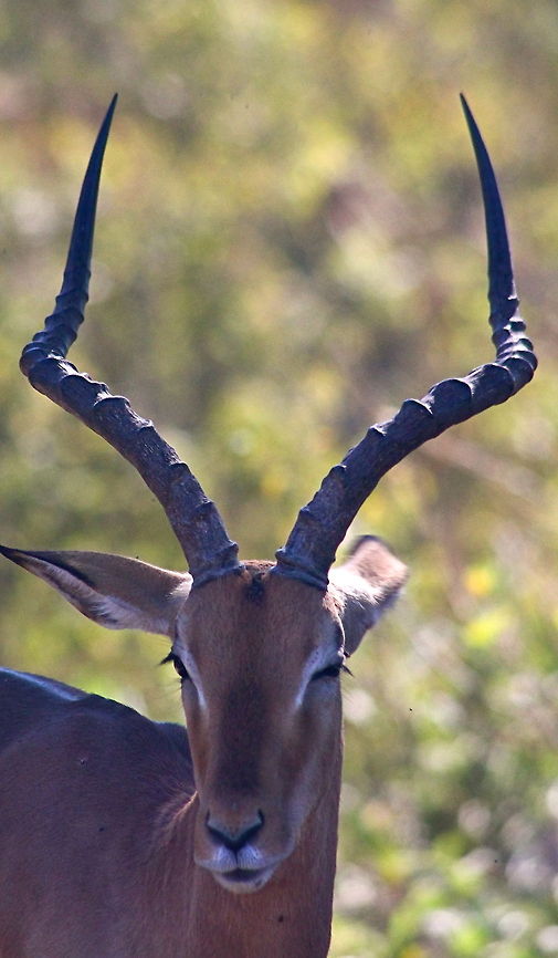 Rooibok Kruger National Park, South Africa Aepyceros melampus,Deer,Geotagged,Impala,South Africa