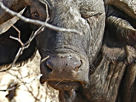 Wink  African buffalo,Geotagged,South Africa,Syncerus caffer
