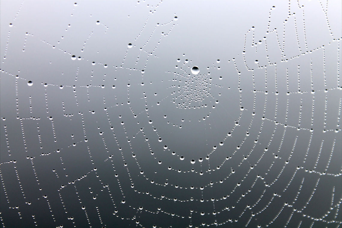Droplets  droplets,spider web
