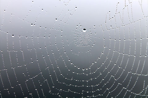Droplets  droplets,spider web