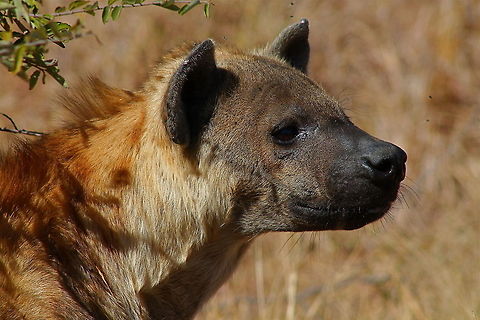 Hyena Kruger National Park, South Africa Crocuta crocuta,Spotted Hyena