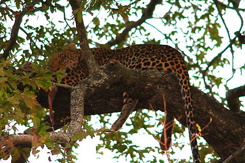 Sleeping Leopard Kruger National Park, South Africa Leopard,Panthera pardus