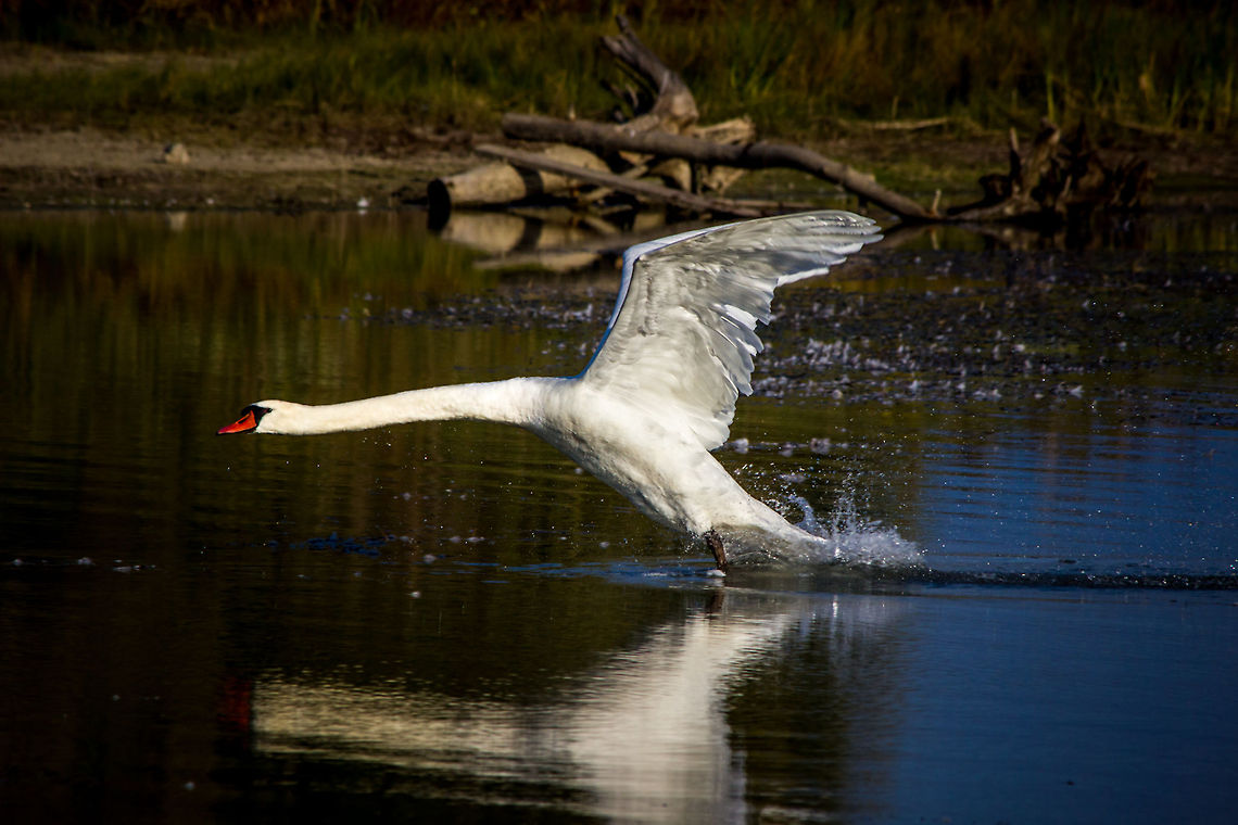 Swan  Canada,Cygnus olor,Geotagged,Mute Swan