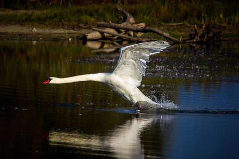 Swan  Canada,Cygnus olor,Geotagged,Mute Swan