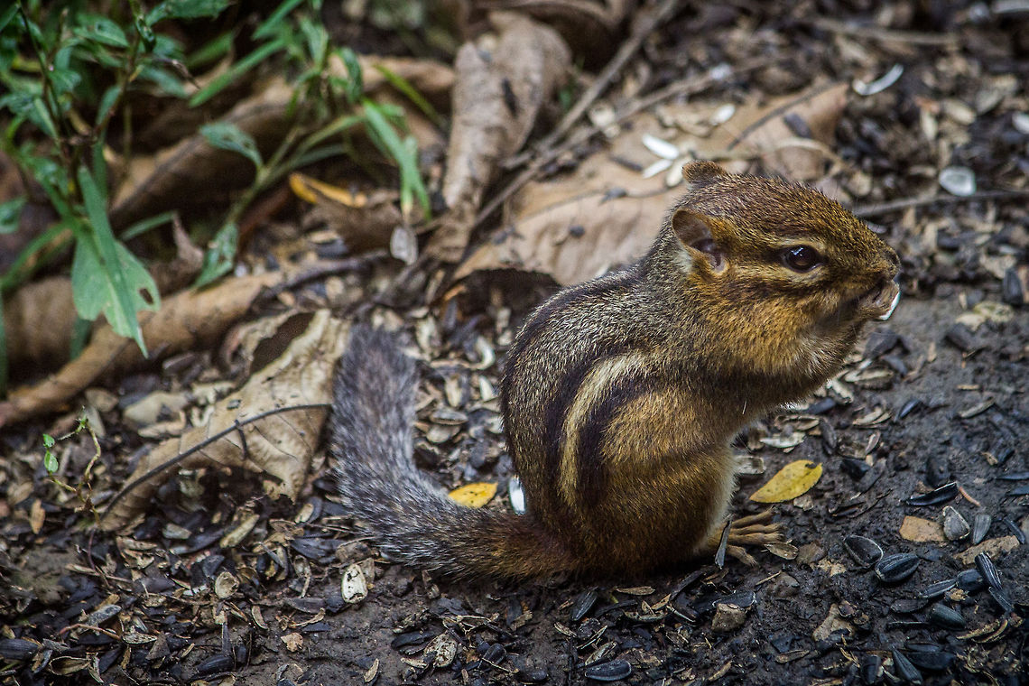 Least chipmunk in Columbus  Geotagged,Least chipmunk,Neotamias minimus,United States