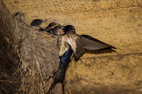 Swallow's lunch time  Barn Swallow,Geotagged,Hirundo rustica,Serbia
