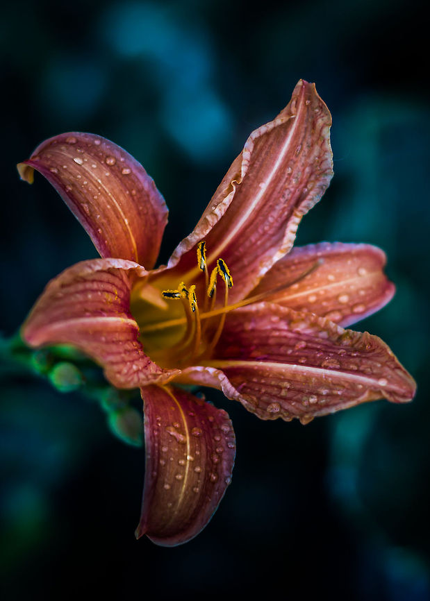 Tawny Daylily  Canada,Geotagged,Hemerocallis fulva