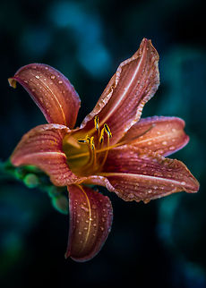 Tawny Daylily  Canada,Geotagged,Hemerocallis fulva