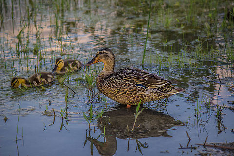 Duck  Anas platyrhynchos,Canada,Geotagged,Mallard