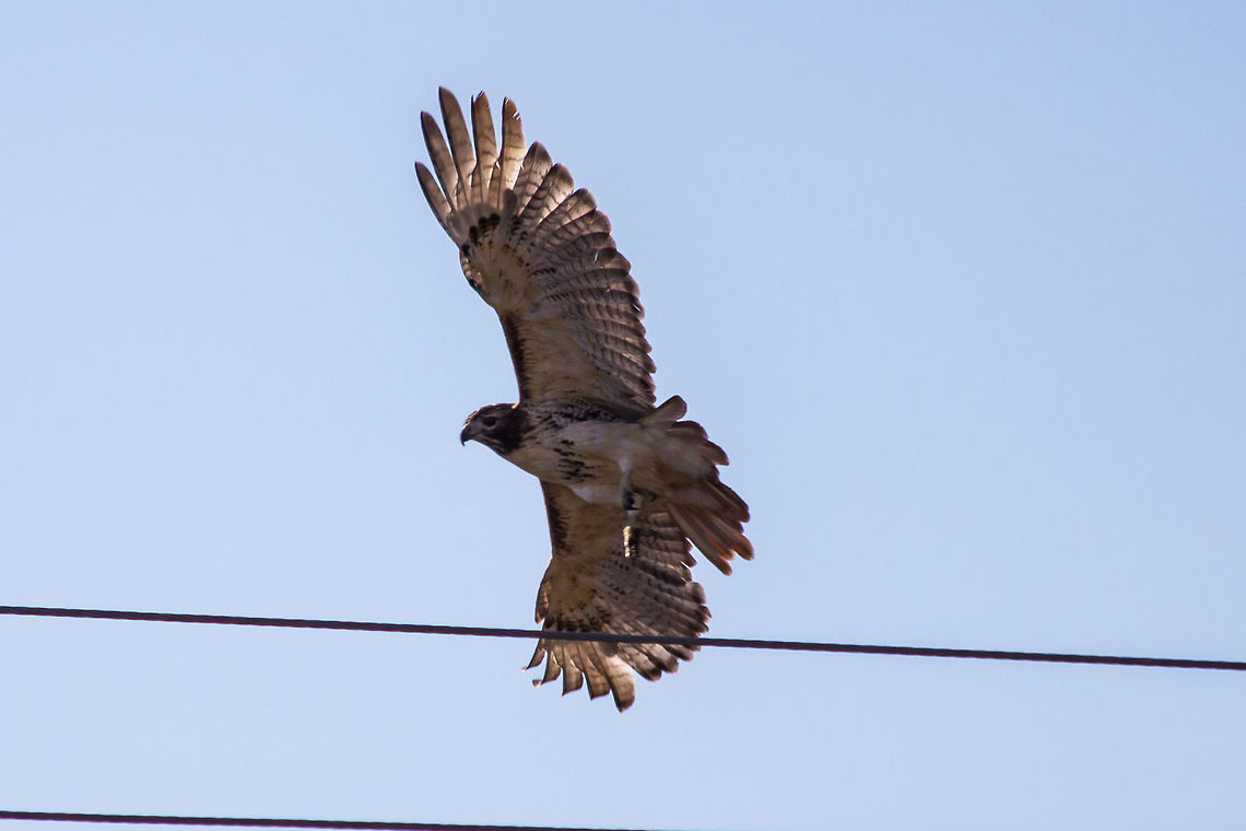 Red-tailed Hawk  Buteo jamaicensis,Red-tailed Hawk