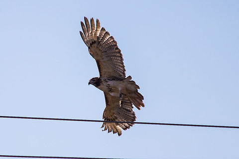 Red-tailed Hawk  Buteo jamaicensis,Red-tailed Hawk
