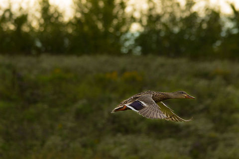 Duck  Anas platyrhynchos,Mallard