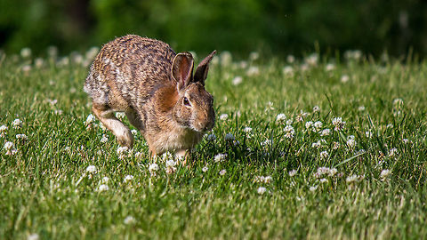 Rabbit on the run  Eastern cottontail,Sylvilagus floridanus