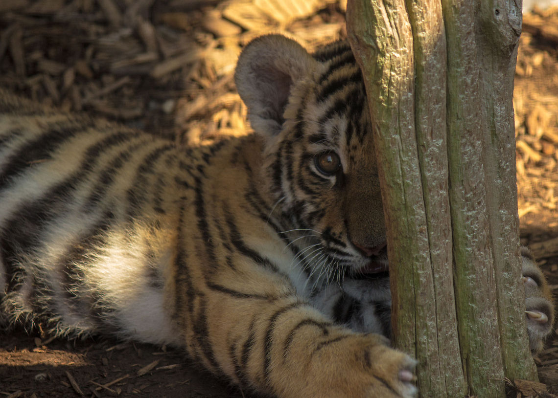 Hide and seek, the basics  Bengal tiger,Panthera tigris tigris