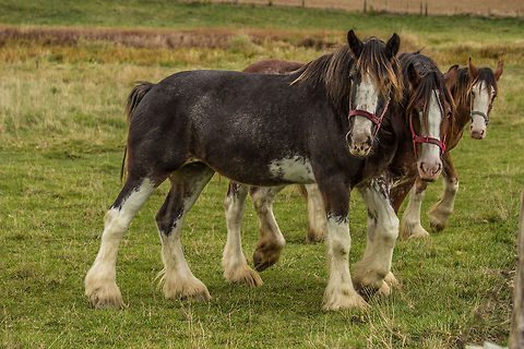 Clydesdale horses The Clydesdale is a breed of draught horse derived from the farm horses of Clydesdale, Scotland, and named after that region. Although originally one of the smaller breeds of draught horses, it is now a tall breed. Often bay in colour, they show significant white markings due to the presence of sabino genetics. The breed was originally used for agriculture and haulage, and is still used for draught purposes today. The Budweiser Clydesdales are some of the most famous Clydesdales, and other members of the breed are used as drum horses by the British Household Cavalry. They have also been used to create and improve other draught breeds. Domestic horse,Equus ferus caballus