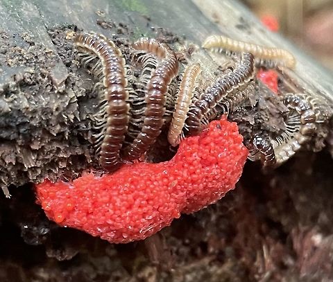 Millipedes feasting on Red Raspberry Slime  Geotagged,United States