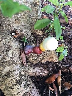 Lingzhi /Reishi mid-growth . Ganoderma lingzhi,Geotagged,Lingzhi,United States