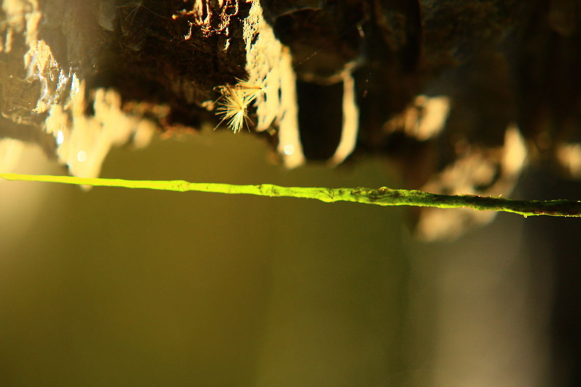 drip there was tons of these sparkling slimy drips all of which had lil bacteria bugs inside them